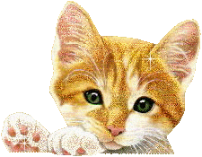 Cute Cat
