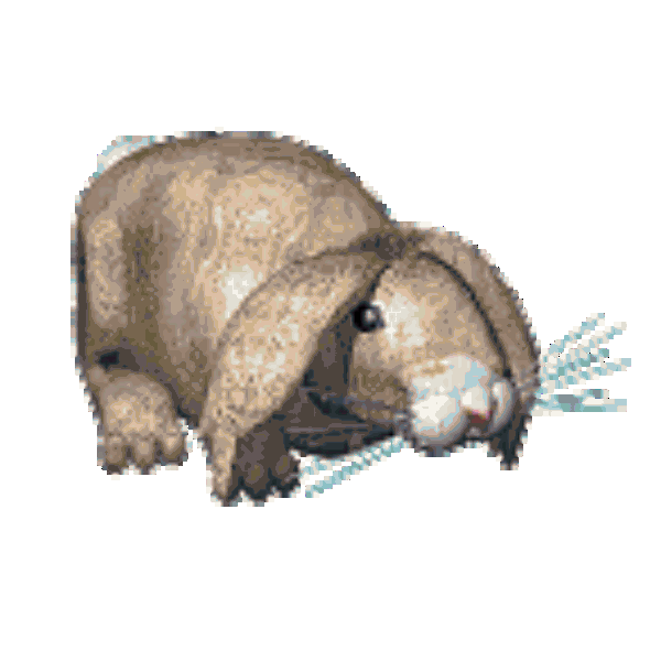 Rabbit Hole Animation